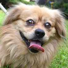 SIMBA, Hund, Mischlingshund in Kroatien