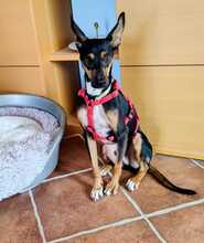 MIKO, Hund, Pinscher-Ratonero Bodeguero Andaluz-Mix in Grünstadt