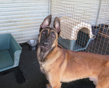 CRIOLLO, Hund, Malinois-Mix in Spanien
