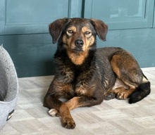 GAMZE, Hund, Terrier in Hamburg