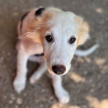 KATE, Hund, Mischlingshund in Krefeld