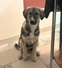 ARLO, Hund, Mischlingshund in Weimar