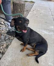 VAYA, Hund, Mischlingshund in Bulgarien