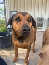 REI, Hund, Mischlingshund in Portugal