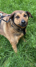 REI, Hund, Mischlingshund in Bonn