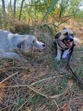 HOPE, Hund, Mischlingshund in Rumänien