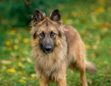 HANS, Hund, Mischlingshund in Siegen