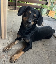 RICARDO, Hund, Mischlingshund in Dresden