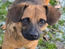HARRY, Hund, Mischlingshund in Gefrees