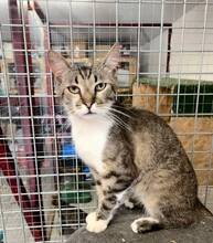 MARLEY, Katze, Hauskatze in Ungarn