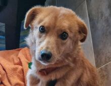 MEGGY, Hund, Mischlingshund in Witzenhausen