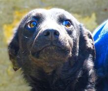 FEY, Hund, Mischlingshund in Rumänien