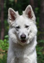 SHERRY, Hund, Weißer Schweizer Schäferhund in Bad Wünnenberg