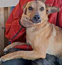 LINUS, Hund, Mischlingshund in Rumänien