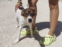 ALASKA, Hund, Mischlingshund in Spanien