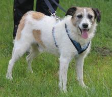 WILLOW, Hund, Mischlingshund in Lauenau