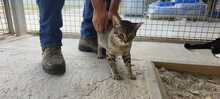 COCO, Katze, Hauskatze in Spanien