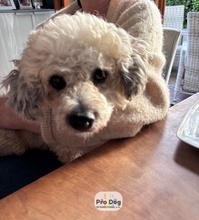 PEPE, Hund, Mischlingshund in Seevetal