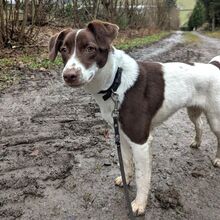ROMY2, Hund, Mischlingshund in Eslohe