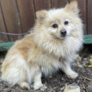 FEFA, Hund, Pomeranian in Bergneustadt