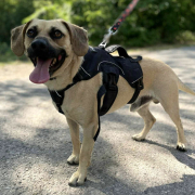 FRANKIE, Hund, Mischlingshund in Slowakische Republik