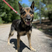 LADY, Hund, Deutscher Schäferhund in Slowakische Republik