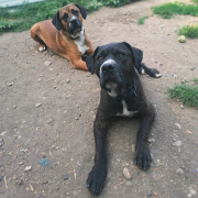 RICKYUNDMONTY, Hund, Mischlingshund in Slowakische Republik
