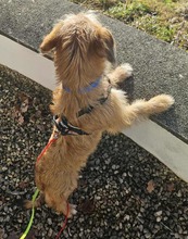 BENO, Hund, Mischlingshund in Feldkirchen-Westerham