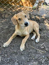 MUGUREL, Hund, Mischlingshund in Rumänien