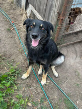 SVEN, Hund, Mischlingshund in Rumänien