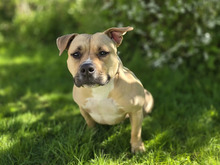 STELLA, Hund, American Staffordshire Terrier-Pitbull Terrier-Mix in Hamburg