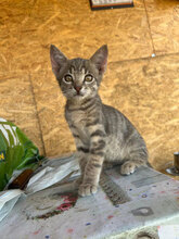 OLE, Katze, Hauskatze in Rumänien