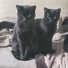 GREENY, Katze, Europäisch Kurzhaar in Berlin