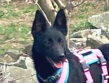 PETRA, Hund, Mischlingshund in Windeck