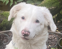 BEBO, Hund, Herdenschutzhund-Mix in Wuppertal