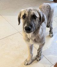 SURO, Hund, Mischlingshund in Weimar