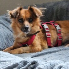 ROSINA, Hund, Mischlingshund in Bergisch Gladbach