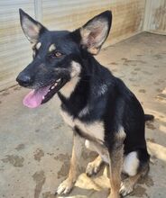 FILLA, Hund, Deutscher Schäferhund-Mix in Swisttal