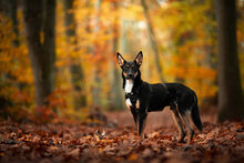 FROLLO, Hund, Deutscher Schäferhund-Mix in Erkrath