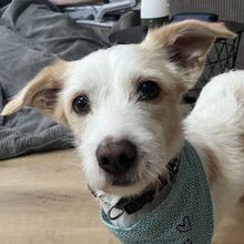 FREX, Hund, Mischlingshund in Schopfheim