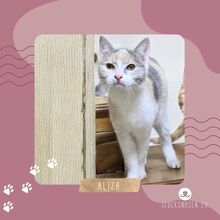 ALIZA, Katze, Europäisch Kurzhaar in Bulgarien