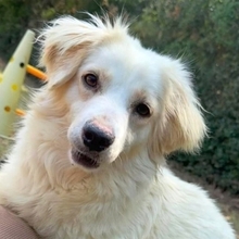 ELEONOR, Hund, Mischlingshund in Sehnde
