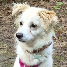 SWEETY, Hund, Mischlingshund in Erlangen