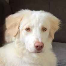 BALDA, Hund, Mischlingshund in Weener