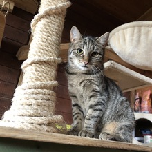 LOTTE, Katze, Hauskatze in Rehe