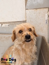 JURI, Hund, Mischlingshund in Portugal