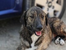 DJANGO, Hund, Mischlingshund in Griechenland