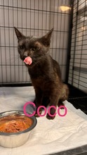 COCO, Katze, Hauskatze in Rumänien