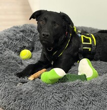 JOY, Hund, Labrador-Mix in Erkelenz