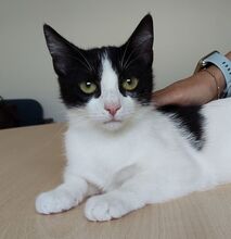 PINATA, Katze, Europäisch Kurzhaar in Spanien